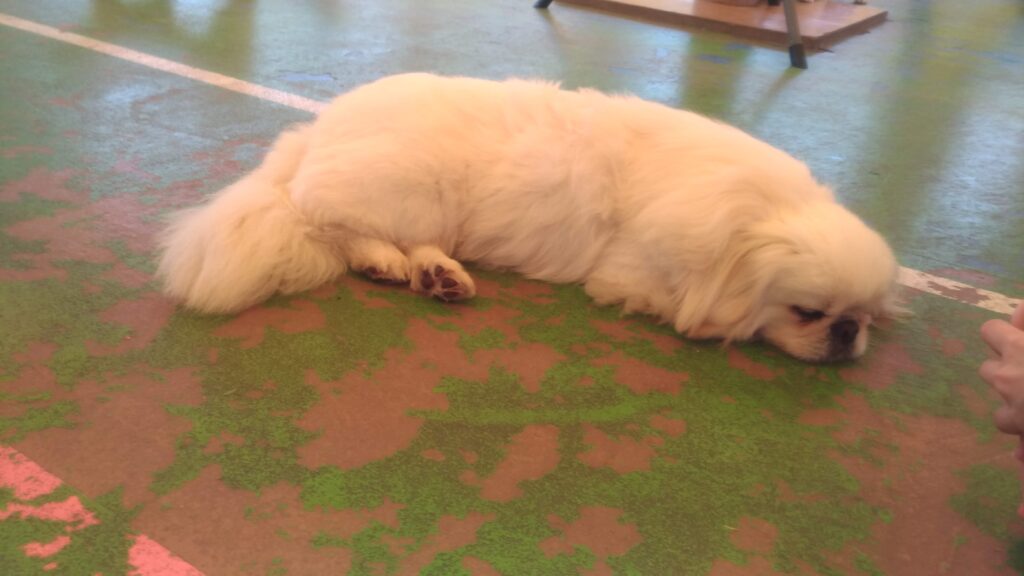 つくばわんわんランドの写真
